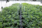 One of the cultivation facilities at Outco