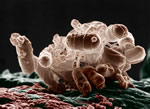 Colorized low-temperature electron micrograph of a cluster of E. coli bacteria. Image courtesy of USDA ARS & Eric Erbe