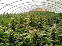 Top 3 Ways Cultivation Methods Must Change with Regulations