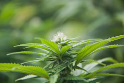 The Future of Cannabis