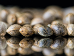 Cannabis Seeds: The Fundamental Building Blocks of the Thriving Regulated Industry