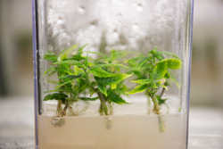 Tissue Culture Cultivation Can Transform the Way We Grow Cannabis