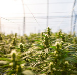 2021 Cannabis Cultivation Virtual Conference