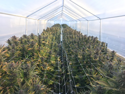 Challenges Abound for Cannabis Industry Growth in 2023