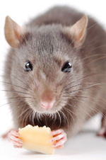 Protect Your Business: Comprehensive Rodent Exclusion