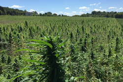 A field of hemp plants, (Cannabis sativa L.)
